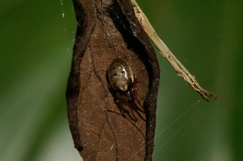 Phonognatha_graeffei_D5284_Z_88_Milaa Milaa_Australie.jpg